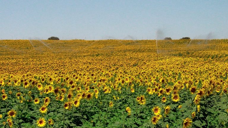 El área sembrada con girasol podría crecer entre 30% y 40% en la campaña 2022/2023