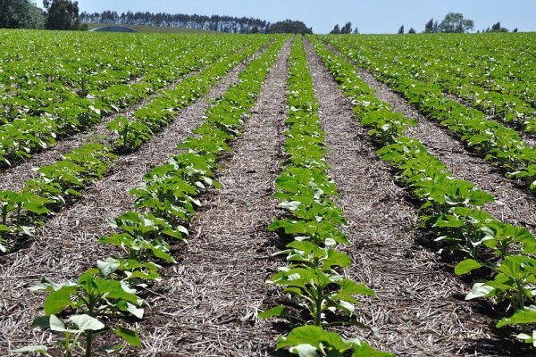 En Entre Ríos finalizó la siembra de girasol con 18.000 hectáreas
