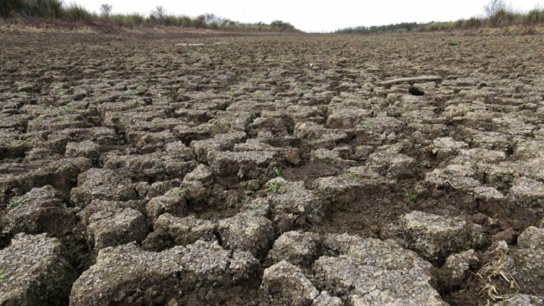 El cambio climático causó las sequías del verano en el hemisferio norte