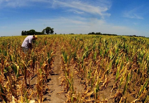 Maíz de primera: se proyectan pérdidas por 130 millones de dólares en Entre Ríos
