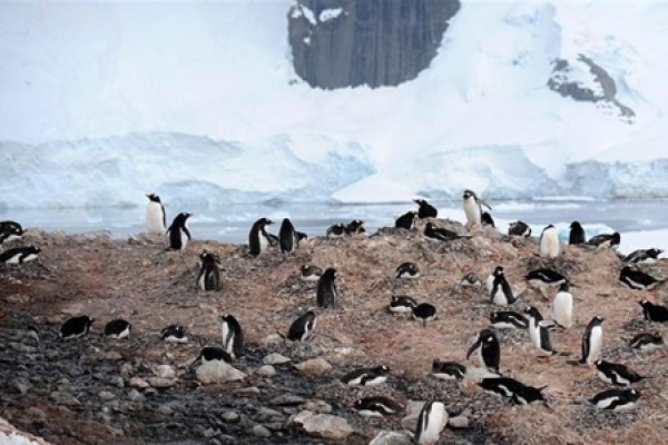 Antártida: De nuevo se pospuso la creación de áreas protegidas