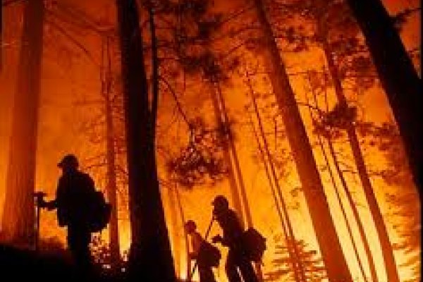 Prevenir la explotación del medio ambiente en la guerra y los conflictos armados