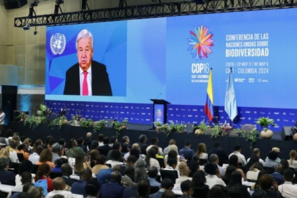 COP16: Guterres pide movilizar financiación pública y privada para proteger la biodiversidad