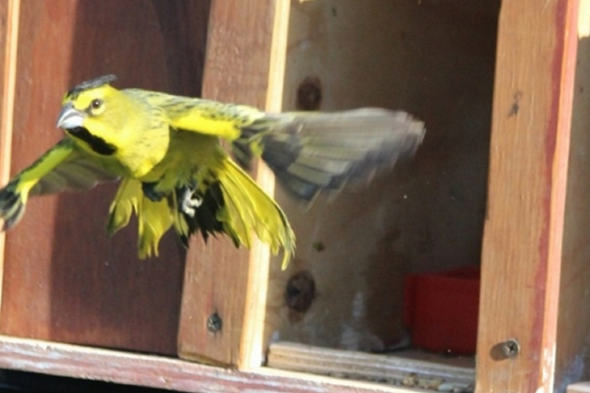 Rescate y conservación del Cardenal Amarillo: Un esfuerzo contra el tráfico ilegal